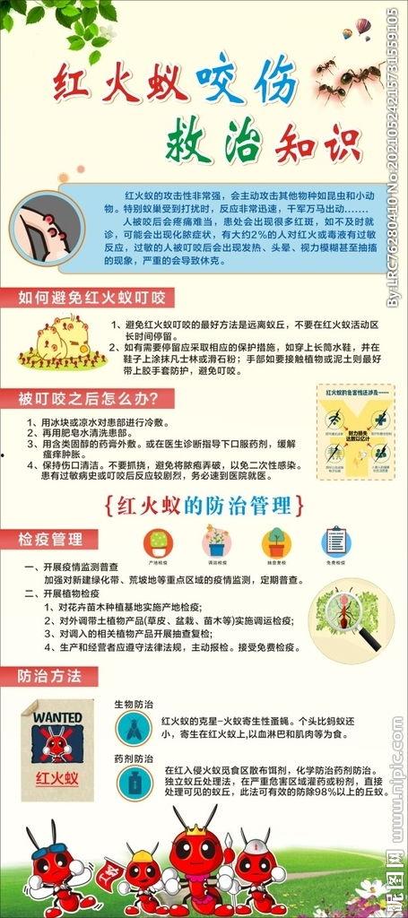红火蚁咬伤图片,了解症状与应对措施