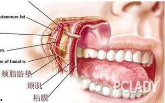 脂肪垫图片,揭秘人体内的“软垫”功能与作用