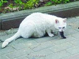 猫抓图片,猫咪灵动抓痕下的趣味时光