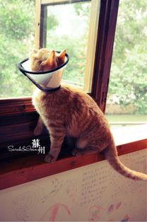 猫抓图片,猫咪灵动抓痕下的趣味时光