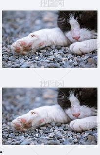 猫抓图片,猫咪灵动抓痕下的趣味时光