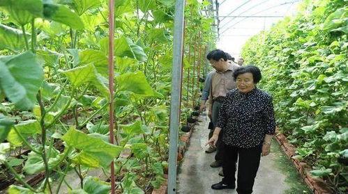 获嘉吃瓜最新事件爆料是真的吗,最新爆料真相揭秘