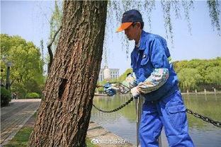 柳絮图片大全,柳絮飘飞，捕捉春日浪漫瞬间