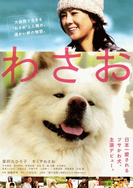 日本狗狗电影,日本温情狗狗电影的温馨瞬间