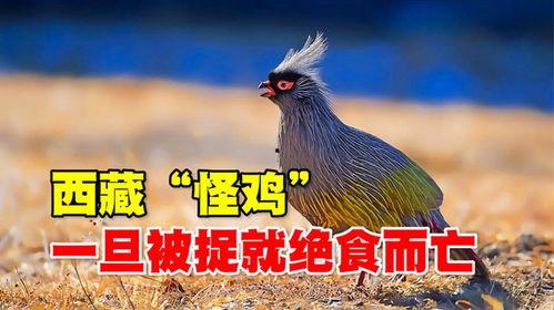 怪鸡视频,揭秘奇趣动物世界