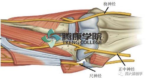 解剖学视频在线观看,深度解析人体结构与功能