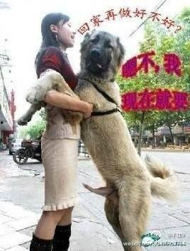 美女与狗交配视频,美女与狗的惊世交配之谜