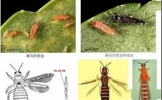 花蓟马图片,揭秘微小害虫的破坏力