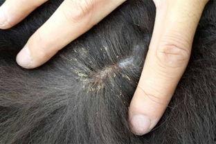 水虱子图片,揭秘水中微型生物的生态奥秘