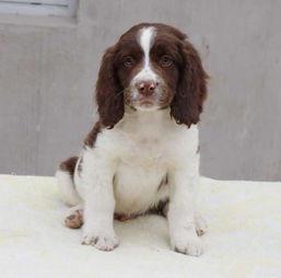 史宾格幼犬图片,灵动可爱，未来忠诚伙伴