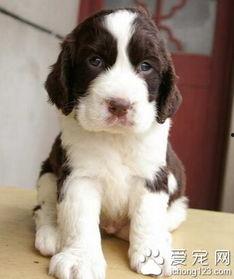 史宾格幼犬图片,灵动可爱，未来忠诚伙伴