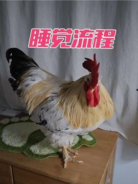 大公鸡视频,揭秘鸡界奇观，趣味横生瞬间集锦