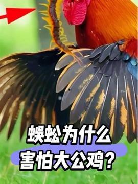 大公鸡视频,揭秘鸡界奇观，趣味横生瞬间集锦