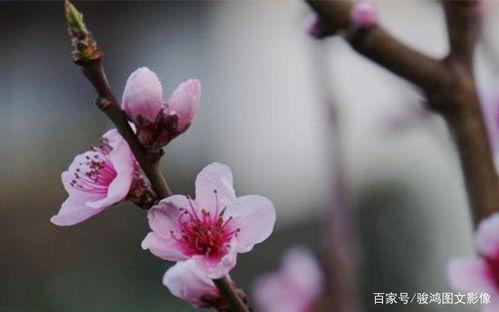 假桃花图片,揭秘虚拟世界中的美丽陷阱