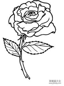 花朵画画图片大全,缤纷色彩绘就自然之美