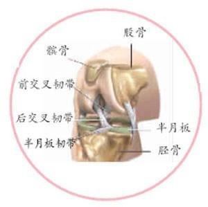 半月板在哪个位置图片,揭秘膝关节内的关键结构