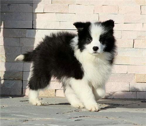 边牧品种及图片大全,图鉴与特性全面解析