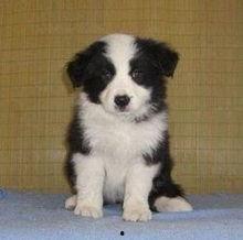 边牧品种及图片大全,图鉴与特性全面解析