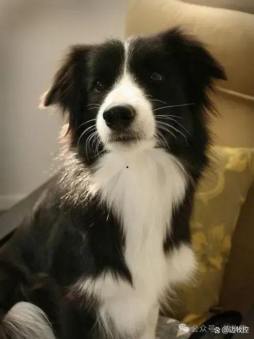 边牧品种及图片大全,图鉴与特性全面解析