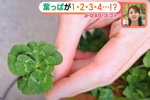 三叶草 日本,探寻日本自然与文化的交融之美