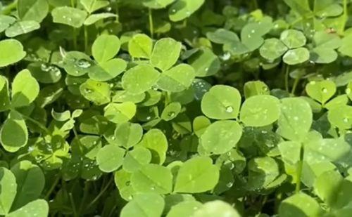 三叶草 日本,探寻日本自然与文化的交融之美