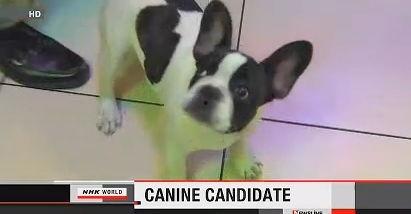 小狗视频大全集