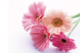 生日花图片大全