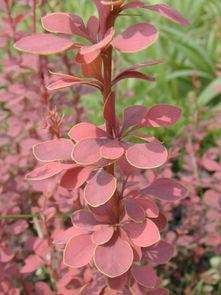 生日花图片大全