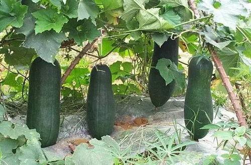 吃瓜今日吃瓜必吃,揭秘娱乐圈最新热点事件