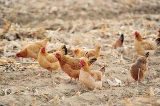 男人的鸡把图片大全,男性生殖器官图片集锦解析