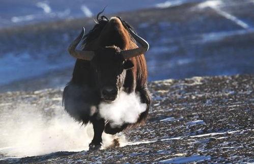 野生小动物图片大全,千姿百态的生命画卷