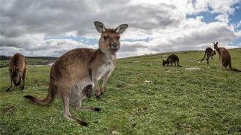 野生小动物图片大全,千姿百态的生命画卷