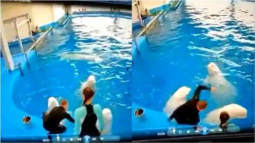 白鲸视频,揭秘海洋巨兽的神秘世界