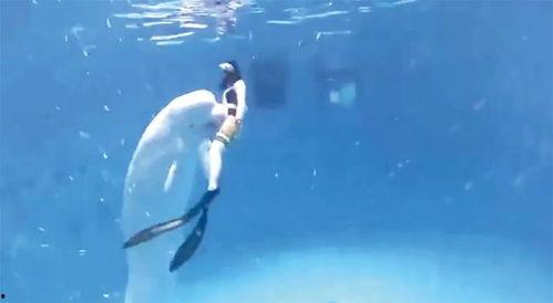 白鲸视频,揭秘海洋巨兽的神秘世界