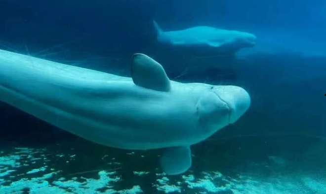 白鲸视频,揭秘海洋巨兽的神秘世界