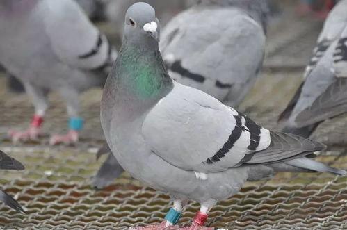 鸽子飞视频,捕捉鸽子飞翔的优雅瞬间