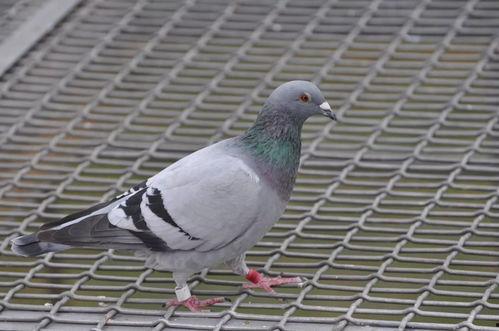 鸽子飞视频,捕捉鸽子飞翔的优雅瞬间