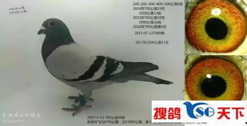 鸽子飞视频,捕捉鸽子飞翔的优雅瞬间