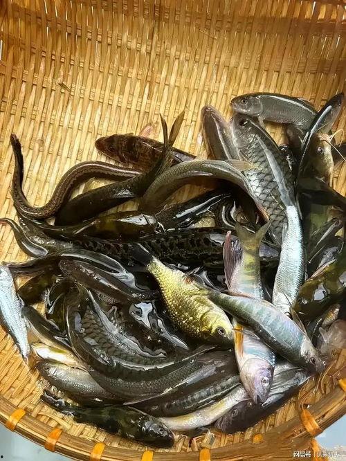 小杂鱼图片,自然水域中的灵动身影