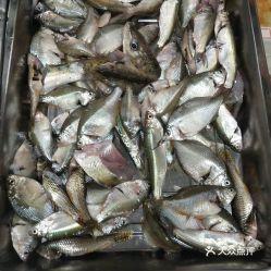 小杂鱼图片,自然水域中的灵动身影