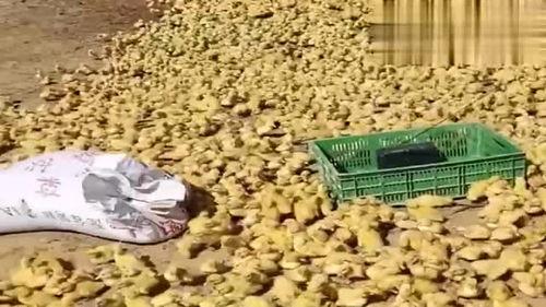 鸭王小视频在线观看