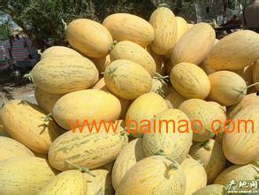 桂林市今日哈密瓜批发价