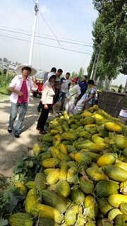 桂林市今日哈密瓜批发价