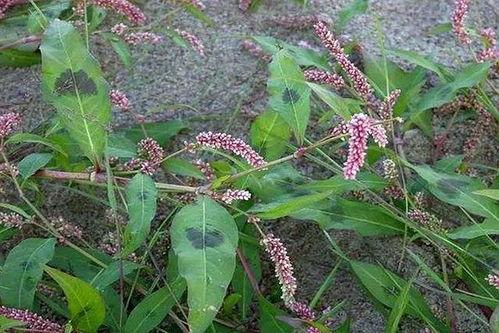 山姜图片,自然之美，静谧绽放