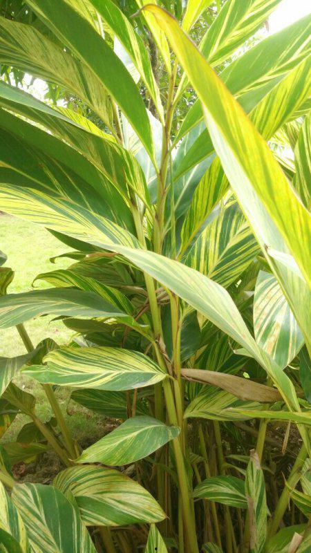 山姜图片,自然之美，静谧绽放