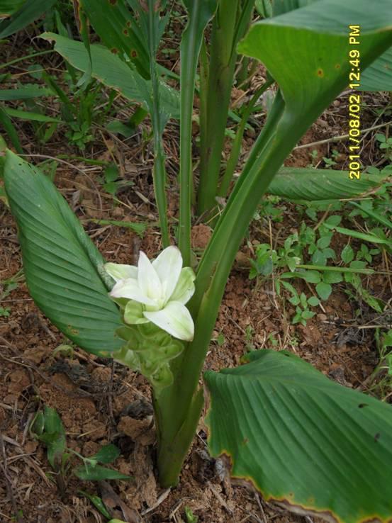 山姜图片,自然之美，静谧绽放