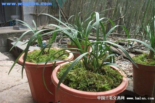 对月草图片,梦幻般的自然奇观