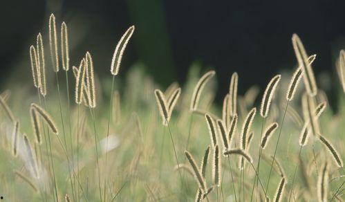 对月草图片,梦幻般的自然奇观