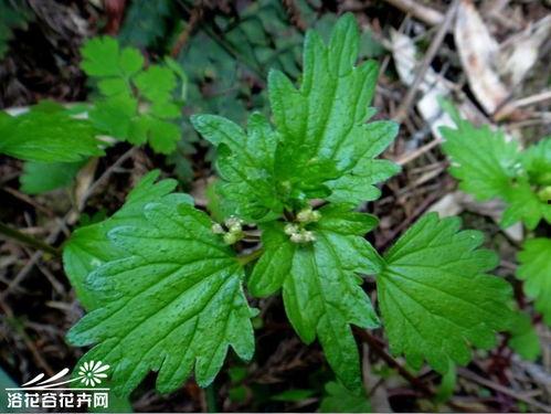 对月草图片,梦幻般的自然奇观