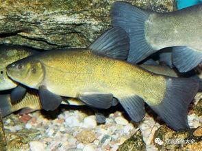 丁桂鱼图片大全,探寻水中精灵的优雅与魅力